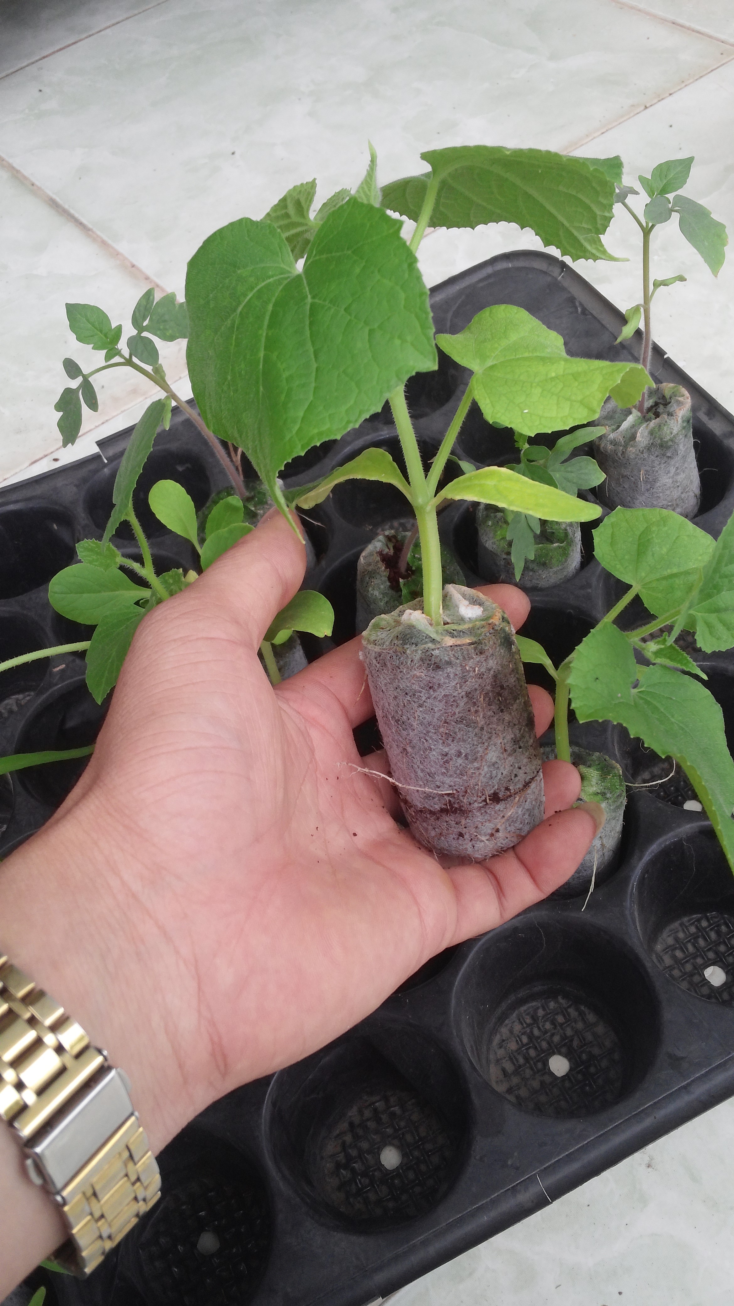 Viên nén xơ dừa ươm hạt2