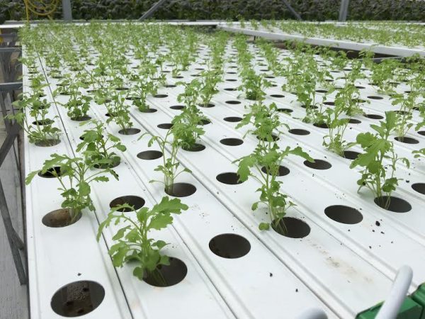 Ống trồng cây vuông dài