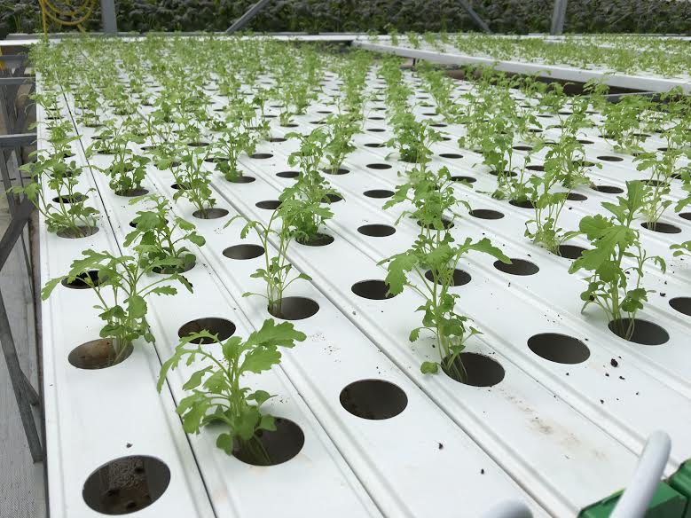 ống trồng cây pvc 2