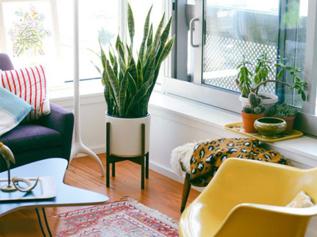 Tác dụng của cây lưỡi hổ1