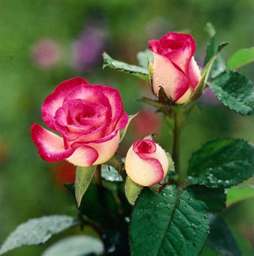 thơ về hoa hồng 1