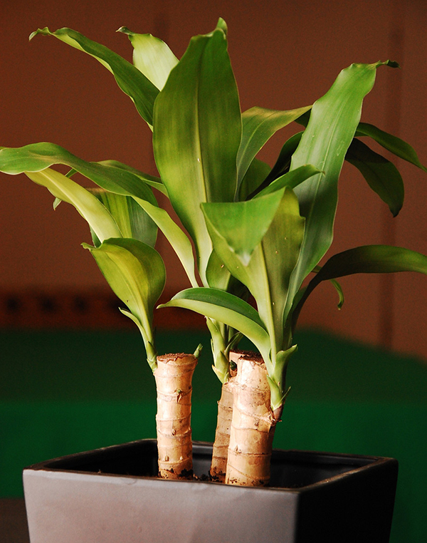 cách chăm sóc cây thiết mộc lan4