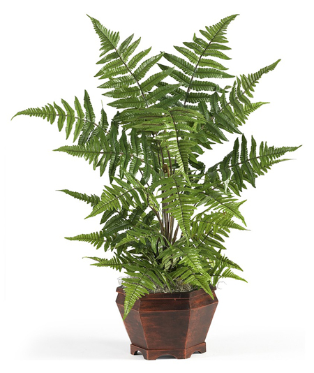 Cách chăm sóc cây dương xỉ 1