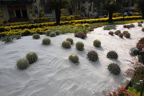 thơ về hoa xương rồng3