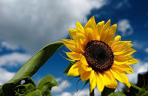 thơ về hoa hướng dương4