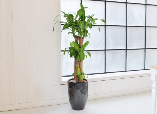 cách chăm sóc cây thiết mộc lan2