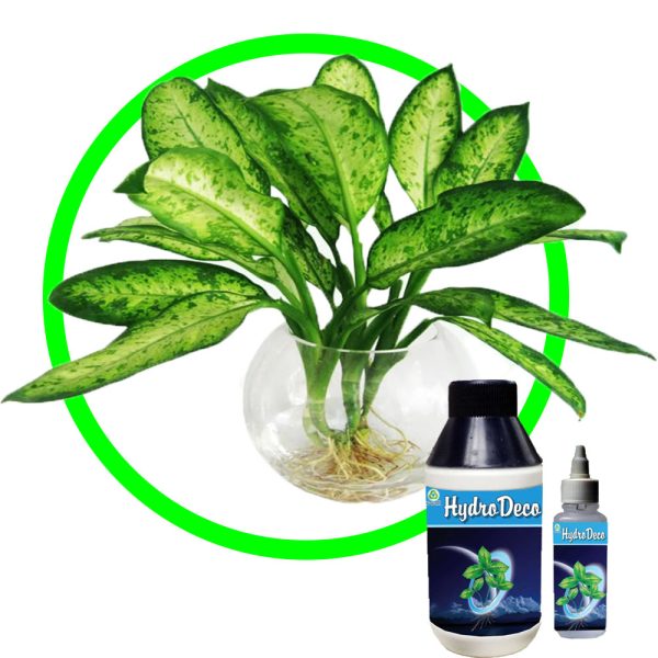 Dung dịch thủy canh Hydro Deco