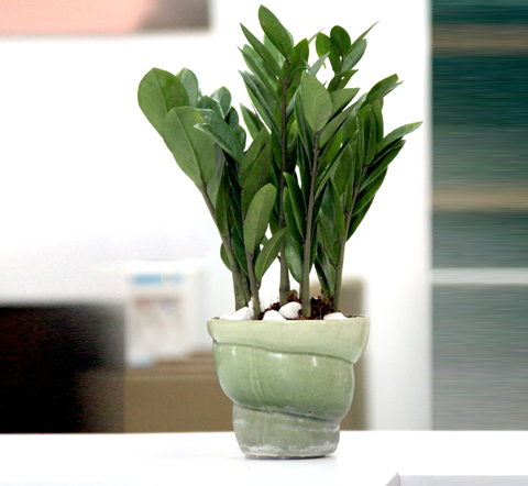 Cách chăm sóc cây kim tiền để bàn