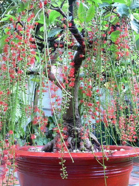 Cách trồng và chăm sóc cây lộc vừng cho hoa đẹp 