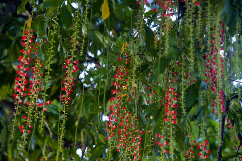 Cách trồng và chăm sóc cây lộc vừng cho hoa đẹp 