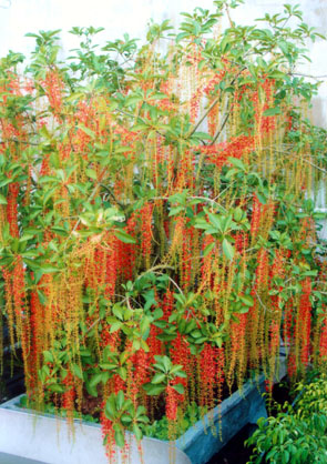 Cách trồng và chăm sóc cây lộc vừng cho hoa đẹp 