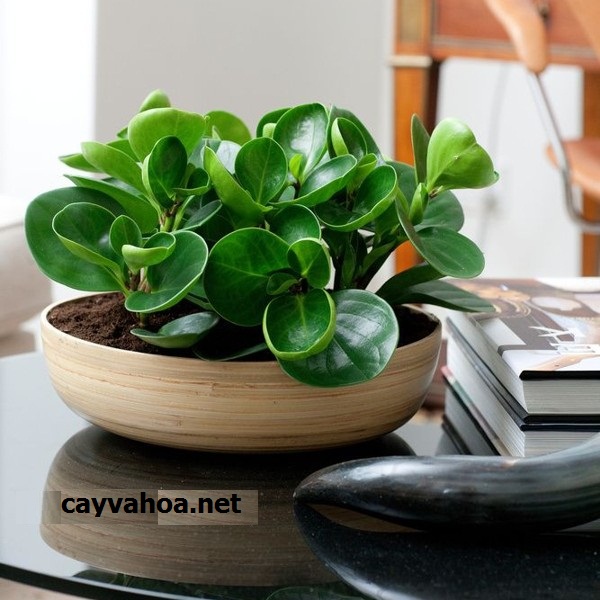 Cách trồng và chăm sóc cây trường sinh đẹp