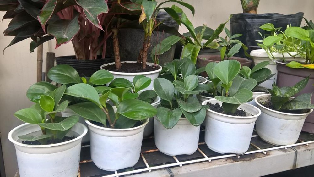 Cách trồng và chăm sóc cây trường sinh đẹp