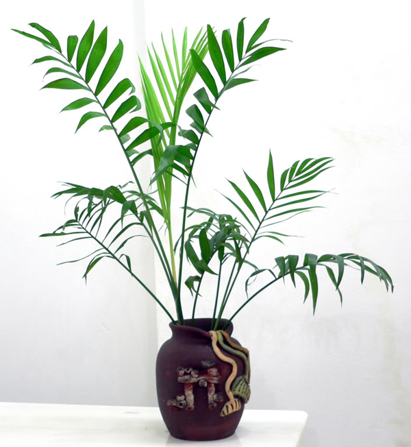 Cau tiểu trâm mang nhiều giá trị cho con người