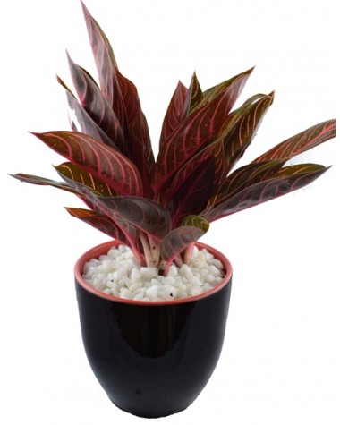 Cách trồng và chăm sóc cây bao thanh thiên