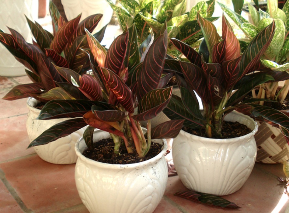 Cách trồng và chăm sóc cây bao thanh thiên