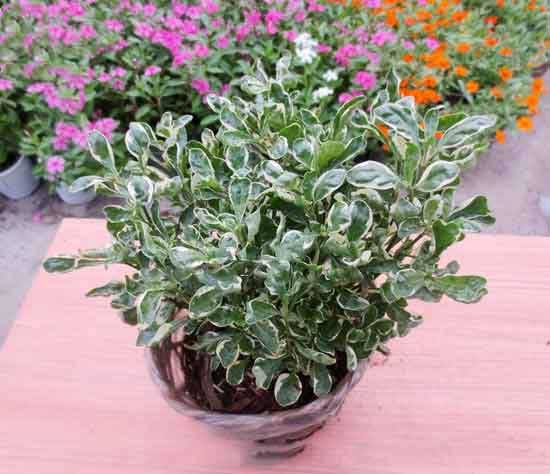 Cây cẩm thạch biểu trưng cho tiền bạc và tài lộc