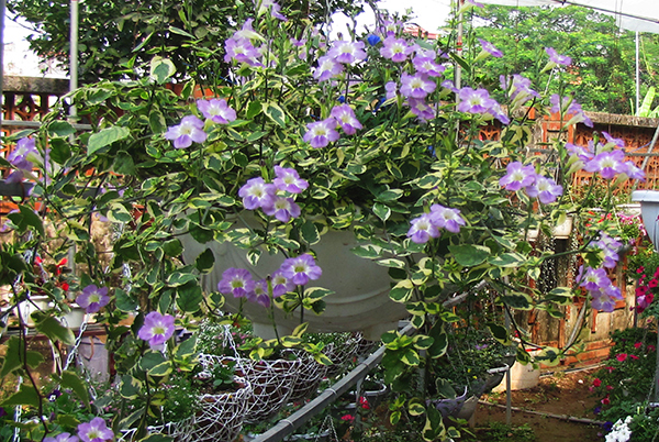 Cây cẩm thạch biểu trưng cho tiền bạc và tài lộc