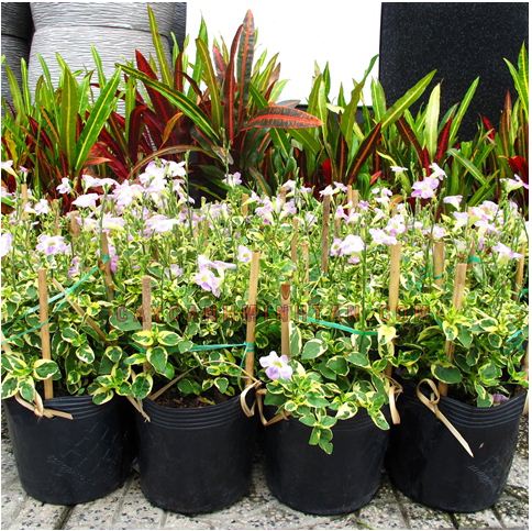 Cây cẩm thạch biểu trưng cho tiền bạc và tài lộc