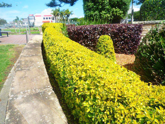 Cây chuỗi ngọc cây cảnh quan đẹp