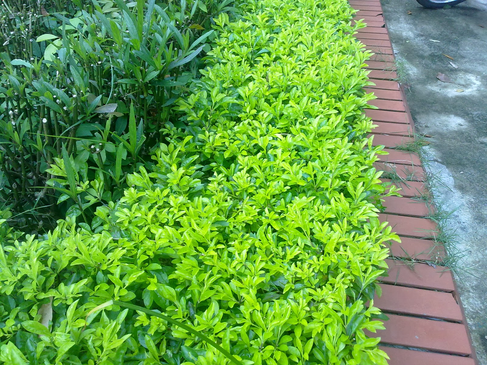 Cây chuỗi ngọc cây cảnh quan đẹp