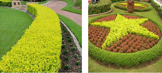 Cây chuỗi ngọc cây cảnh quan đẹp