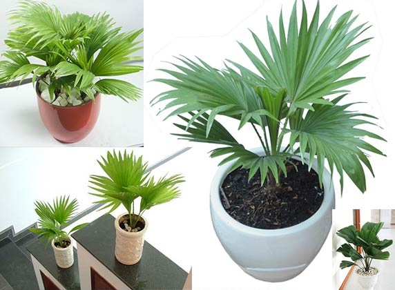Cây cọ cảnh trồng trong nhà mang đến tài vận