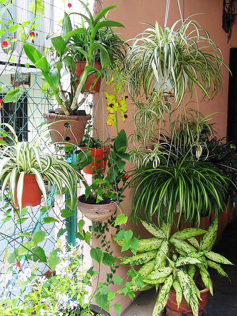 Cây dây nhện trồng trong nhà có lợi cho sức khỏe con người