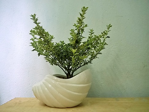 Cây cảnh để bàn làm việc đẹp rẻ ở Hà Nội