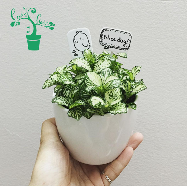 Cây cảnh để bàn làm việc đẹp rẻ ở Hà Nội