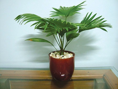 Cây cảnh để bàn làm việc đẹp rẻ ở Hà Nội