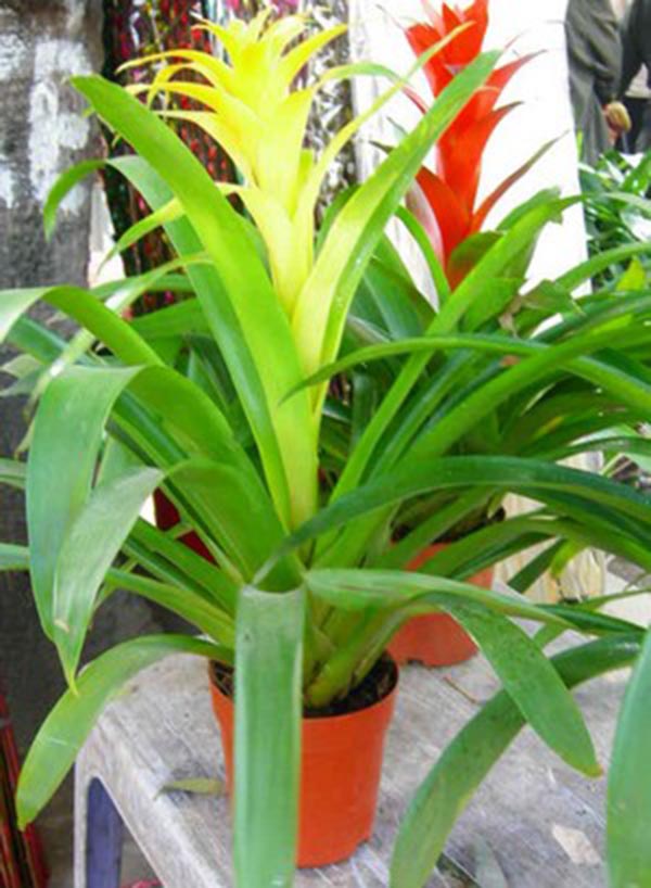 Ý nghĩa và công dụng của cây dứa nến cảnh vàng