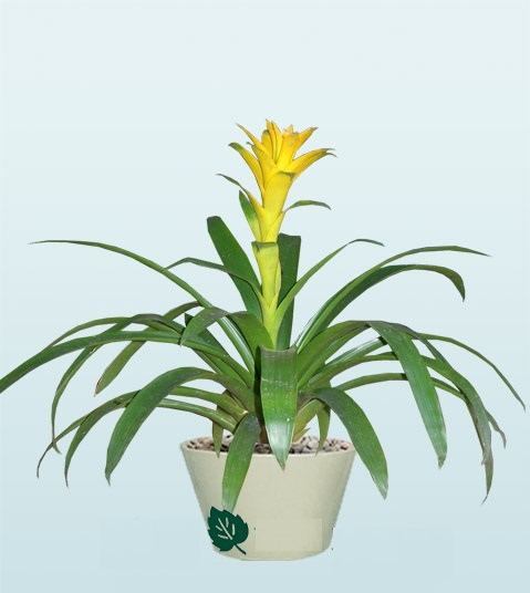 Ý nghĩa và công dụng của cây dứa nến cảnh vàng