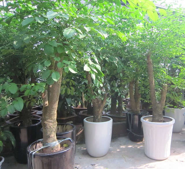 Cây hạnh phúc mua ở đâu? Cách trồng và chăm sóc chúng như thế nào?