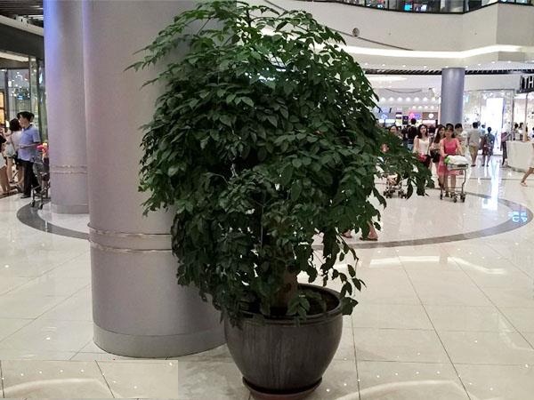 Cây hạnh phúc mua ở đâu? Cách trồng và chăm sóc chúng như thế nào?