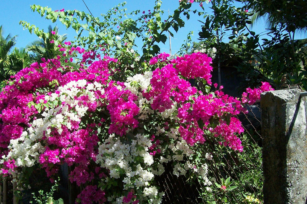 Cây hoa giấy mang vẻ đẹp bình dị