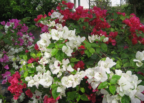 Cây hoa giấy mang vẻ đẹp bình dị