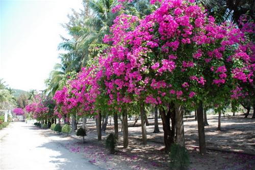 Cây hoa giấy mang vẻ đẹp bình dị