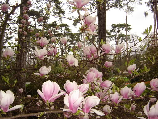 Cây mộc lan có ý nghĩa gì? Ở đâu bán cây mộc lan giá rẻ?