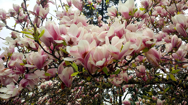 Cây mộc lan có ý nghĩa gì? Ở đâu bán cây mộc lan giá rẻ?