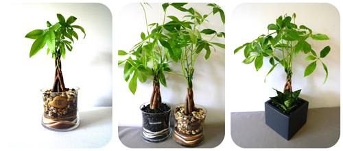 Cây kim ngân thủy sinh để bàn đẹp