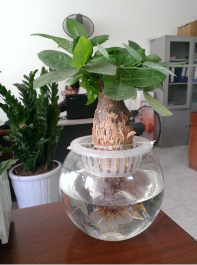 Cây kim ngân thủy sinh để bàn đẹp