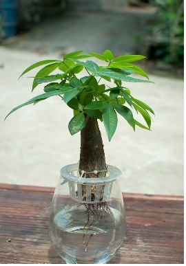 Cây kim ngân thủy sinh để bàn đẹp