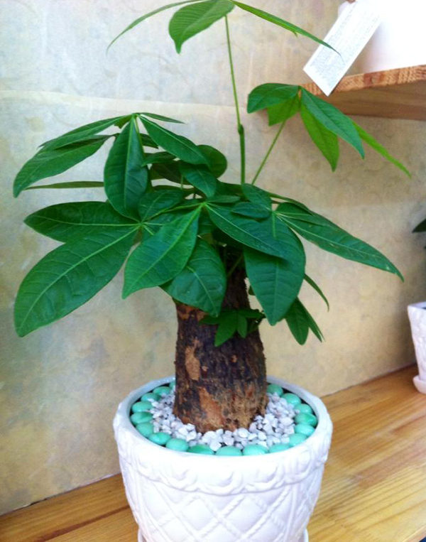 tuổi con chó, tuổi tuất hợp với cây gì kim ngân 2