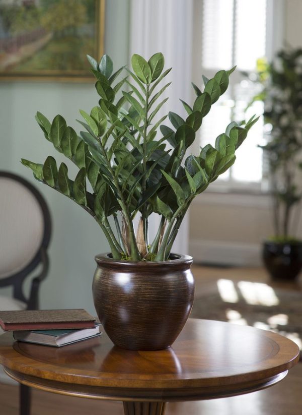 Cây kim tiền để bàn