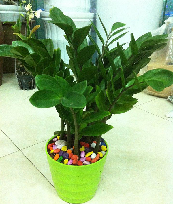 Tuổi con chuột, tuổi tý hợp với cây gì cay-kim-tien