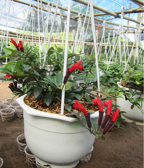 mệnh hỏa hợp với cây gì2