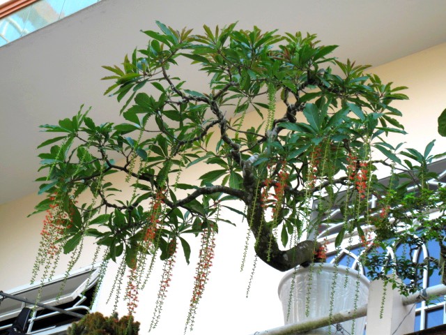 Trồng cây lộc vừng có ý nghĩa gì?