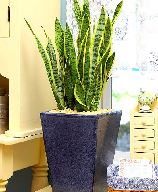 Tác dụng của cây lưỡi hổ3