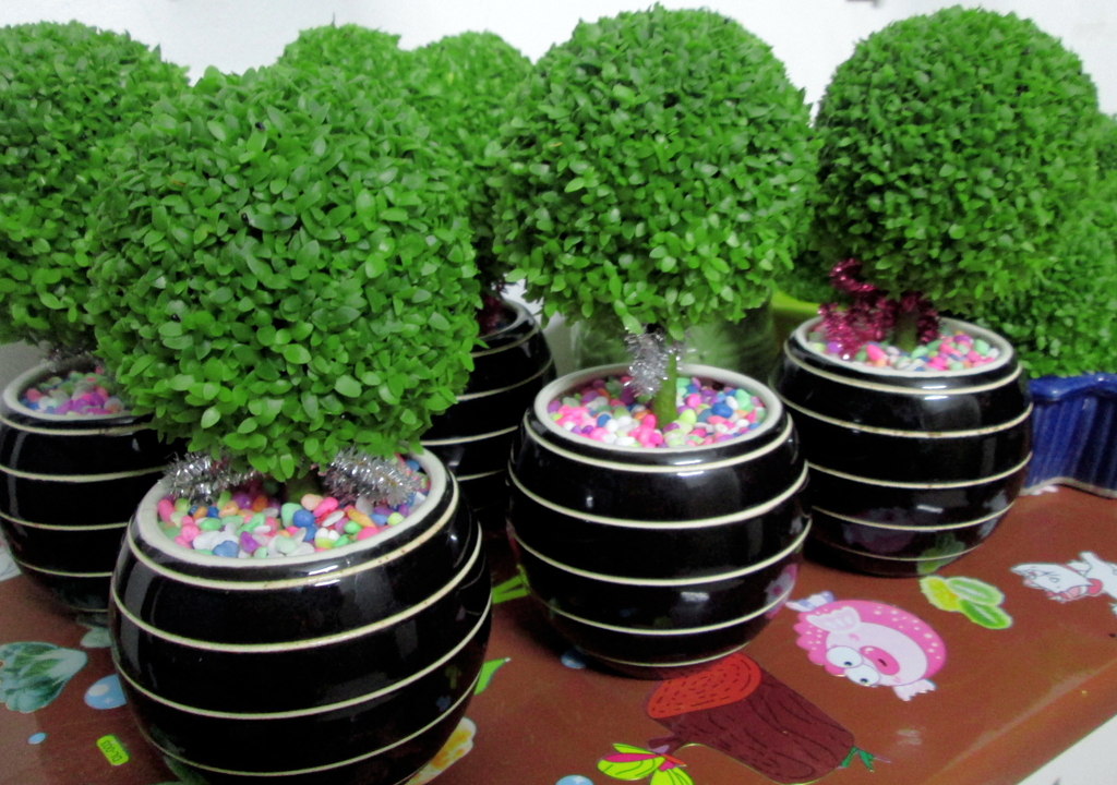 Giải đáp về cây may mắn – món quà tặng đầy ý nghĩa